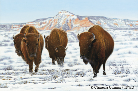 Bison